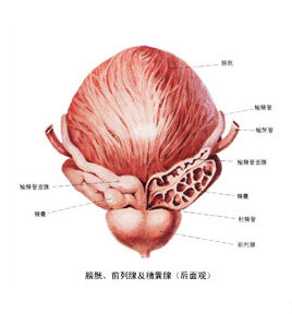 哈密男科医院