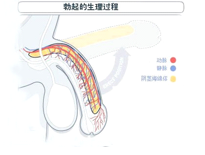 阳痿的症状