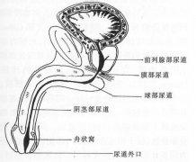 治疗不射精费用