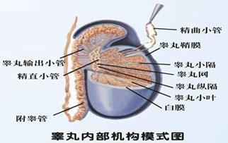 睾丸炎的基本症状