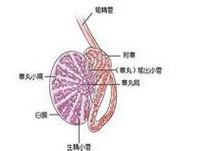 男人“蛋疼”小心患上了睾丸炎