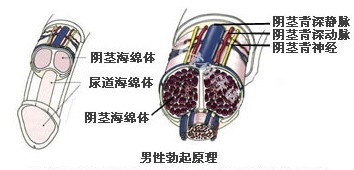 男性性欲低下都有哪些症状表现