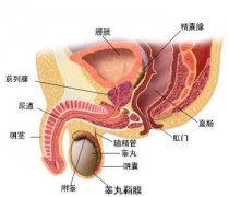 前列腺炎可以治疗么？如何治疗？