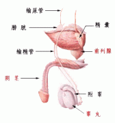 膀胱炎带来的危害是什么