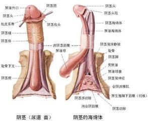阳痿治疗为什么要检查？