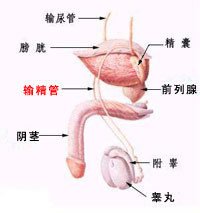 从哪些方面可以检查出阴茎畸形?