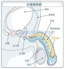 引起男性阴茎畸形的原因有哪些？
